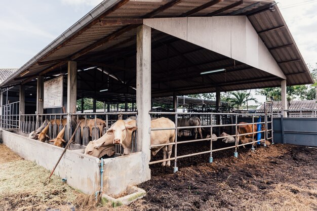 Manada de vacas close-up em american thai brahman vacas em estábulo na fazenda de gado leiteiro