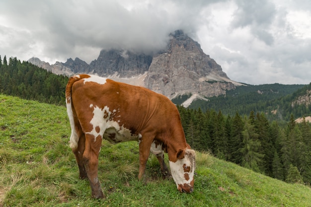 Manada de vacas pastando nos Alpes