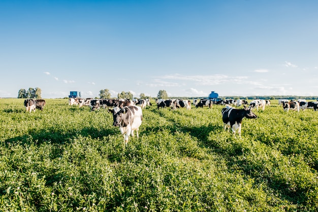 Manada de vacas preto e brancas no campo ensolarado de verão na zona rural no pasto