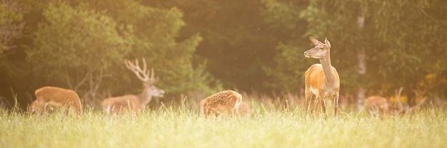 Foto manada de veados pastando na grama verde no verão ao pôr do sol