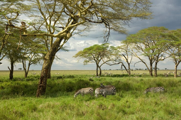 Foto manada de zebra na planície serengeti