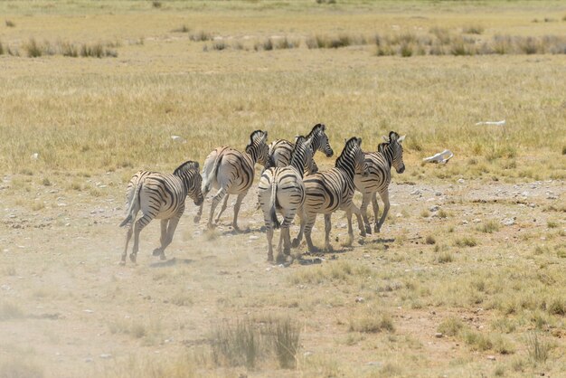 Manada de zebras selvagens correndo na savana africana