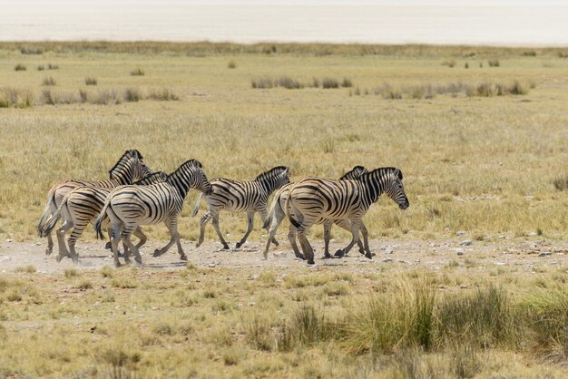 Manada de zebras selvagens correndo na savana africana