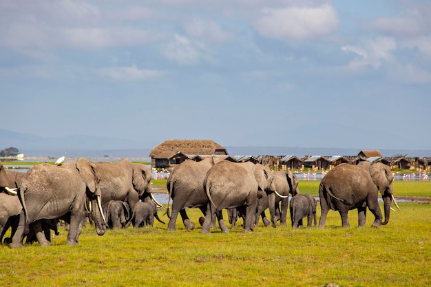 Manada de elefantes africanos en el Parque Nacional Amboseli Kenia