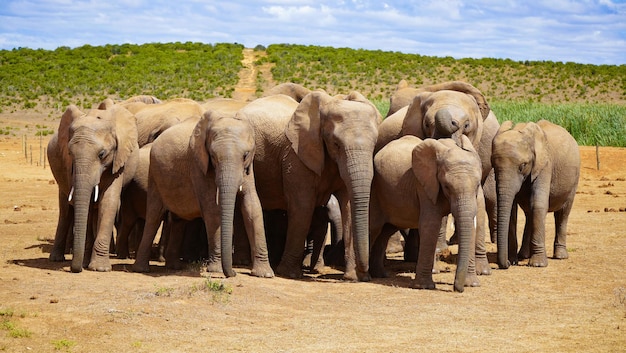 una manada de elefantes con uno de ellos tiene un parche blanco en la parte inferior