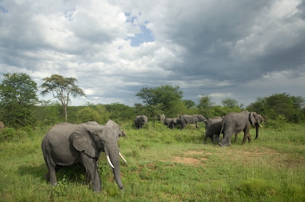 Manada de elefantes en la llanura del serengeti