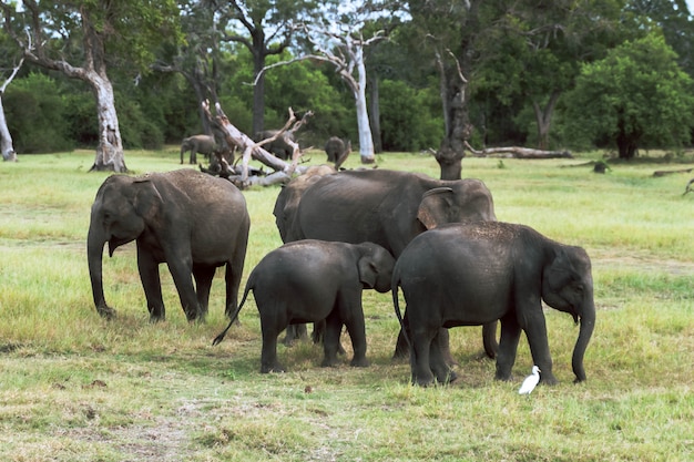 Manada de elefantes en un parque natural en Asia