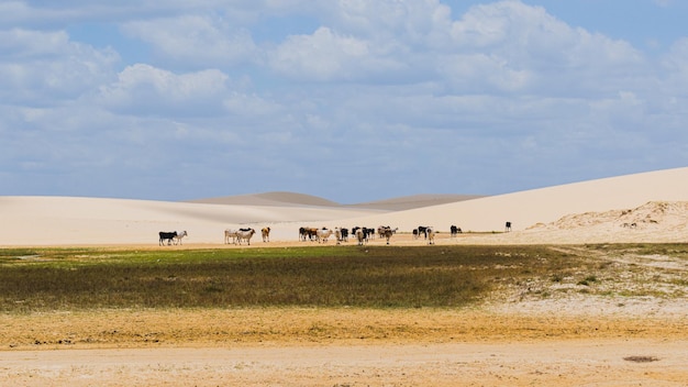 Una manada de ganado en el desierto