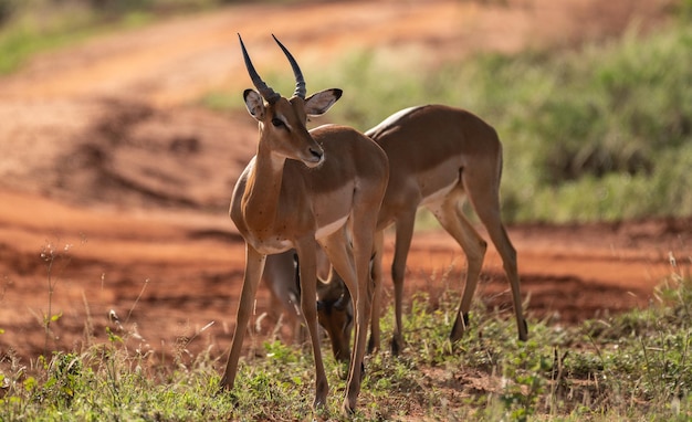 Manada de impalas en las praderas del Parque Nacional del Serengeti, el antílope africano impala, Arusha, Tanzania