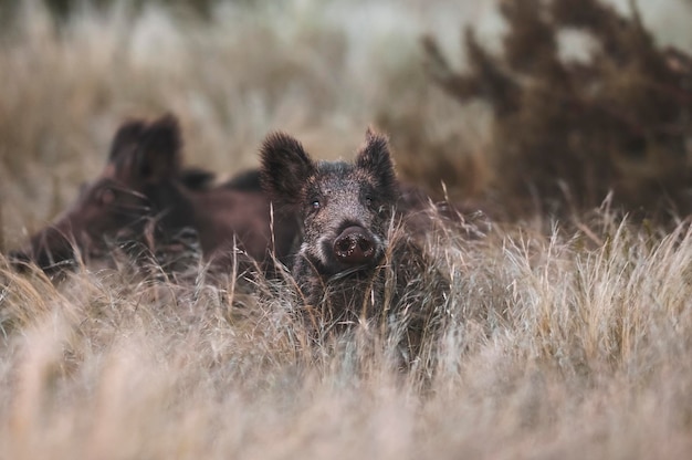 Manada de jabalíes en un pozo de agua Bosque Chaqueño provincia de La Pampa Patagonia Argentina