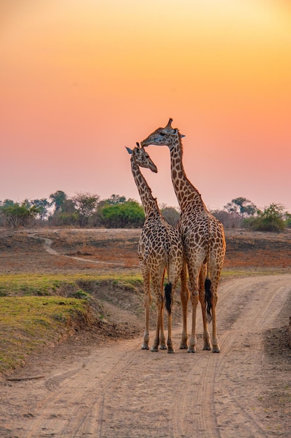 Manada de jirafas caminando por la hierba hacia la naturaleza durante la puesta de sol