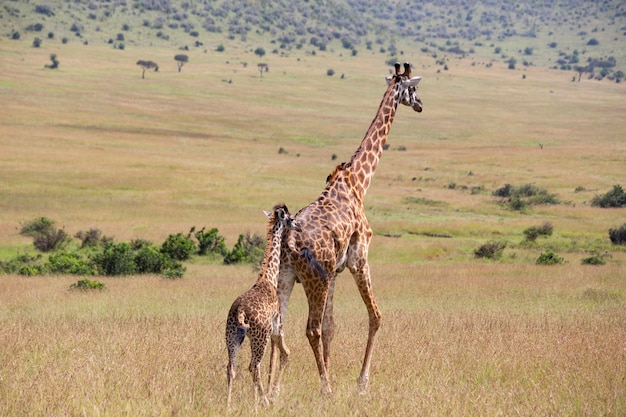 Manada de jirafas en el Parque Nacional de Masai Mara en Kenia