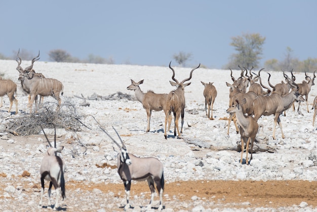 Manada de Kudu caminando en el desierto de Namibia. Wildlife Safari en el Parque Nacional de Etosha, majestuoso destino turístico en Namibia, África.