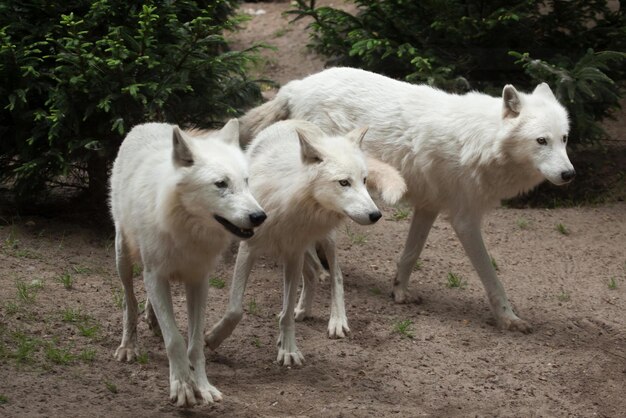 manada de lobos una manada de lobos manada de lobos en el bosque