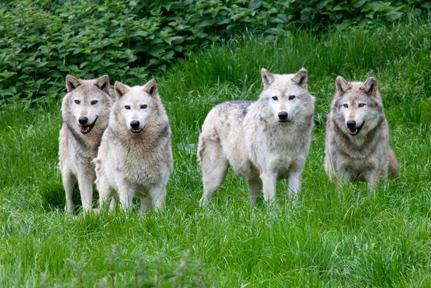 Foto manada de lobos una manada de lobos manada de lobos en el bosque