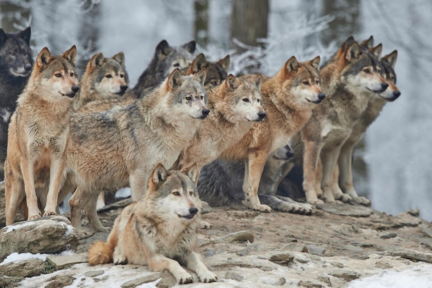 Foto manada de lobos una manada de lobos manada de lobos en el bosque