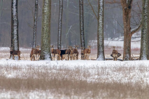 Manada de muflones (ovis musimon) Snow Bosque Invierno