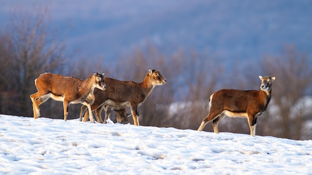 Manada de muflones salvajes caminando sobre campo cubierto de nieve en invierno