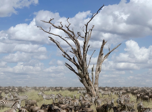 Foto manada de ñus y cebras en el parque nacional del serengeti