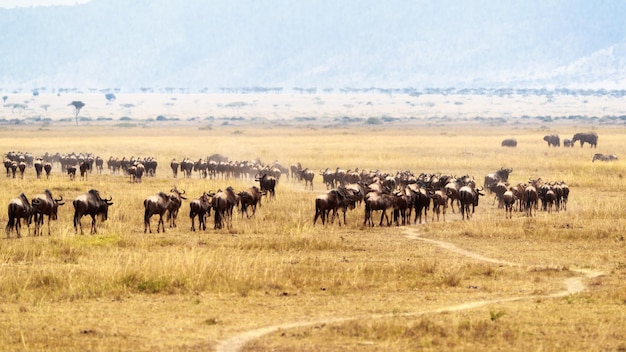 Manada de ñus en Kenia Masai Mara