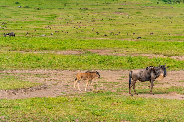 Una manada de ñus en el Área de Conservación de Ngorongoro, Tanzania.