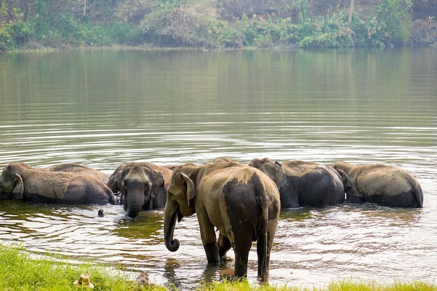 Manada o grupo de elefantes asiáticos bañándose en el río del bosque en el parque nacional del norte