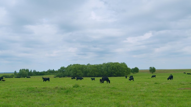 Manada o vacas angus negras vacas pastando en el prado animales pastando en los pastos