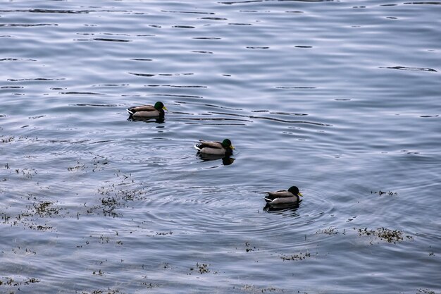 Manada de pato chapoteando ordenadamente flotando en la costa