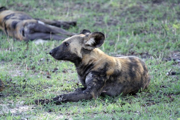 Foto una manada de perros salvajes relajándose a la sombra en la reserva de caza de selous, tanzania