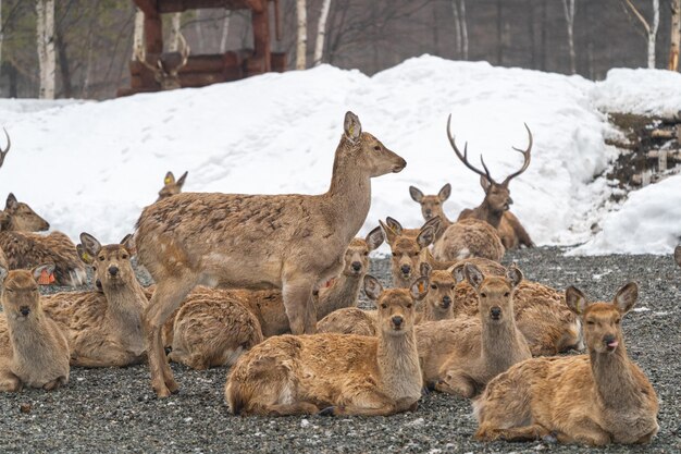 Una manada de renos manchados en su hábitat natural en invierno en Rusia en Sakhalin
