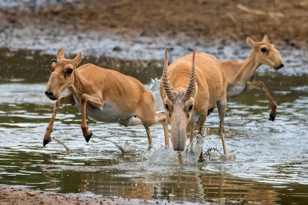 Una manada de saigas galopa en un abrevadero