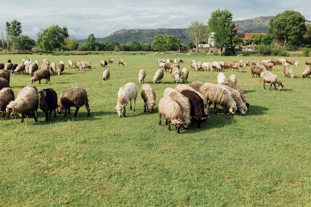 Foto manada de tiro largo de ovejas comiendo hierba en pasto