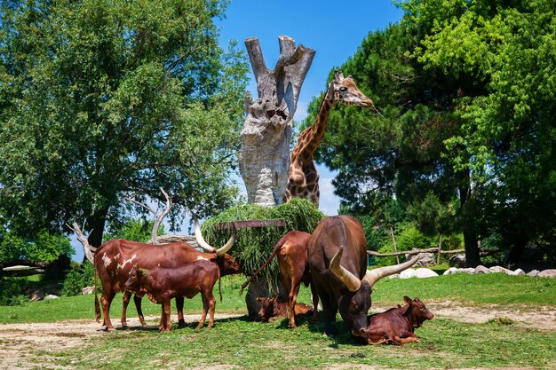 Foto la manada de toros watusi marrones y una jirafa en el zoológico, el lago de garda, italia