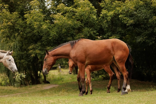 Una manada de tres caballos pastan en el prado de otoño