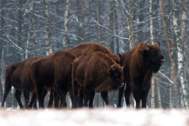 Foto manada de uros de la reserva forestal de bialowieza