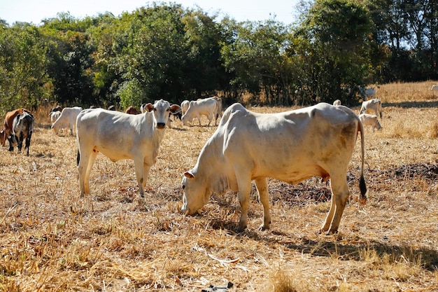 Foto una manada de vacas en un campo de hierba seca una vaca está mirando a la cámara