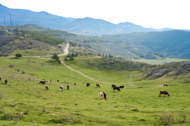 Una manada de vacas pasta en un césped verde en las montañas