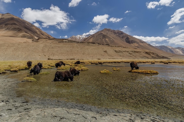 Una manada de yaks en un hermoso valle del norte, Ladakh, India