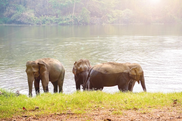 Manadas de elefantes bajan a beber al embalse del parque nacional