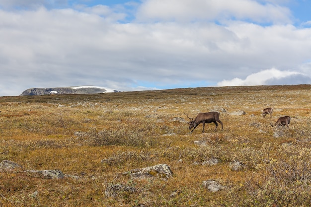 Foto manadas de renos en el parque nacional sarek, suecia, enfoque selectivo