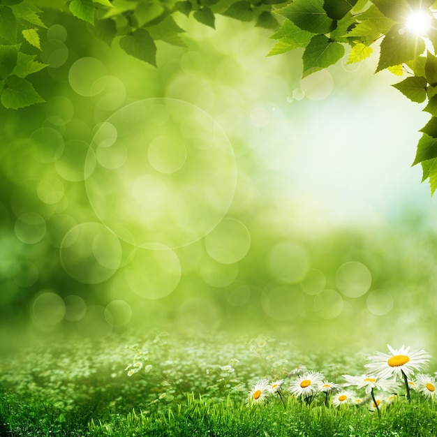 Mañana de belleza en los fondos ecológicos del bosque verde