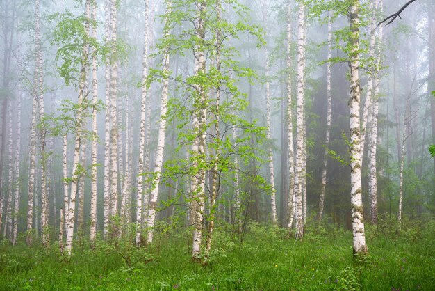 Mañana en bosque de abedules en niebla espesa