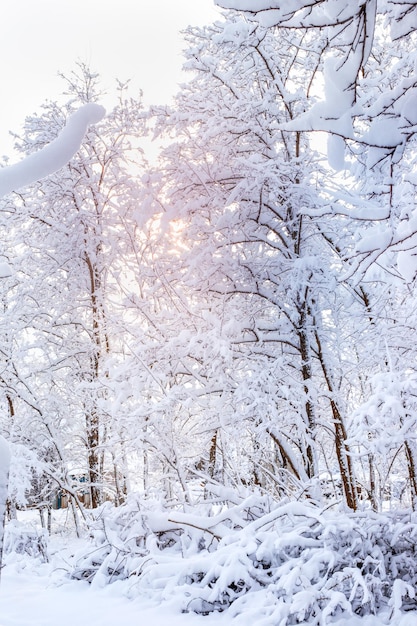 Mañana en el bosque de invierno Paisaje vertical con árboles cubiertos de nieve