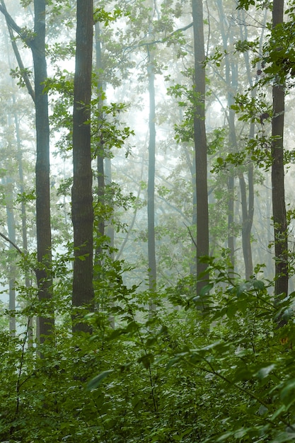 Mañana en el bosque. Niebla por la mañana en el bosque