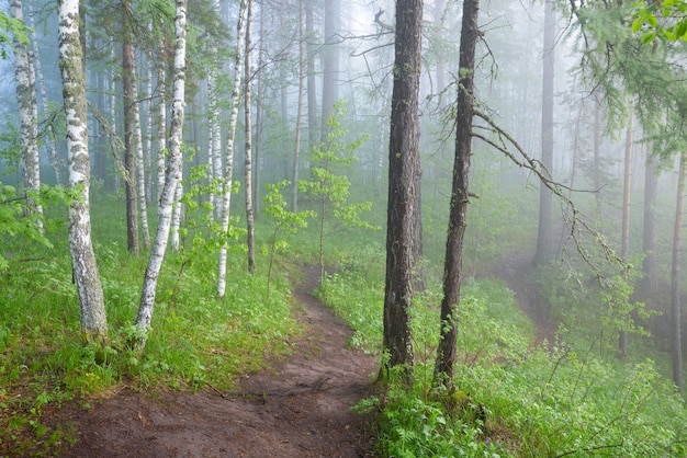 Mañana en el bosque de niebla