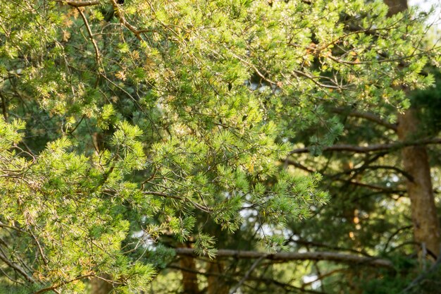 Mañana en el bosque de pinos