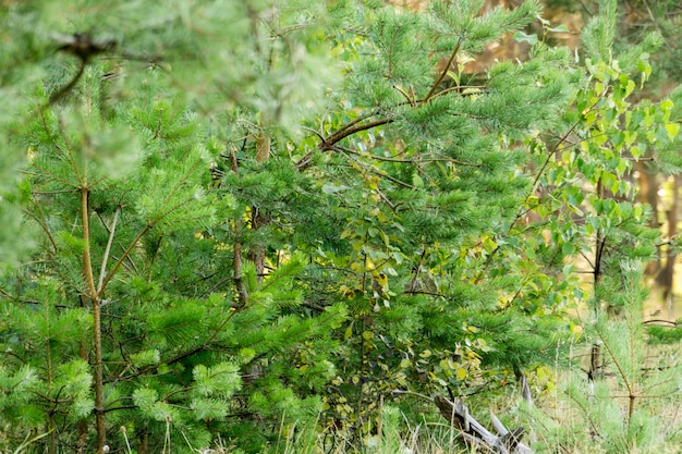 Mañana en el bosque de pinos