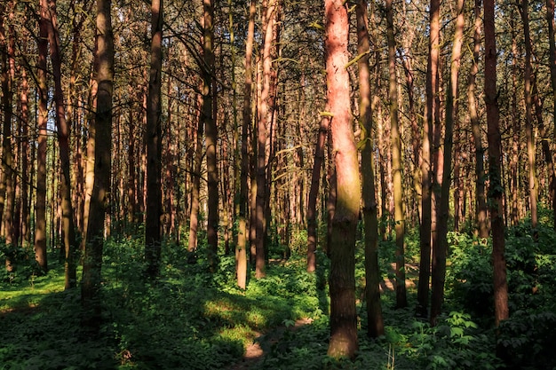 Mañana en un bosque de pinos