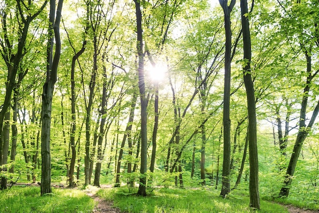 Mañana en bosque soleado con árboles verdes