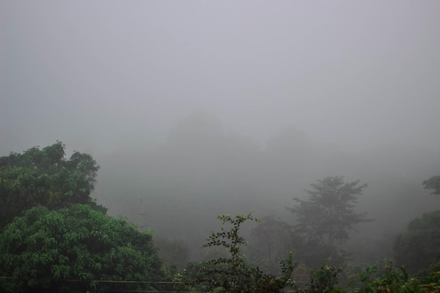 Foto la mañana brumosa en las montañas